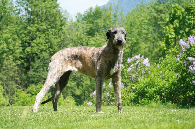 Ceridwen de la pierre oiseau