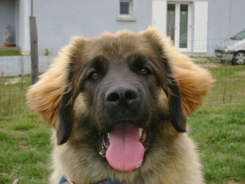 Caraïbe de la pierre oiseau