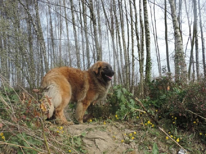 Iarna de la pierre oiseau