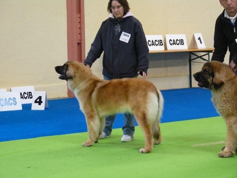 Caraïbe de la pierre oiseau