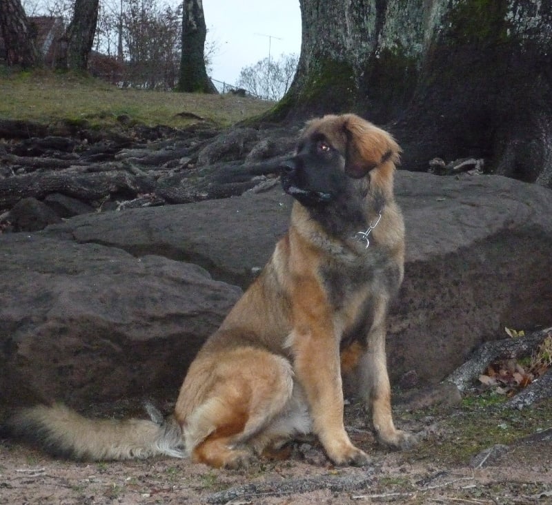 Dalton de la pierre oiseau