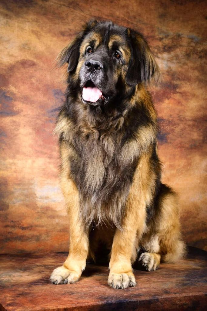 Little leroy de la pierre oiseau