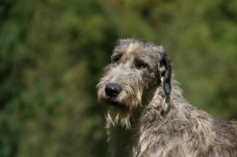 Ceridwen de la pierre oiseau