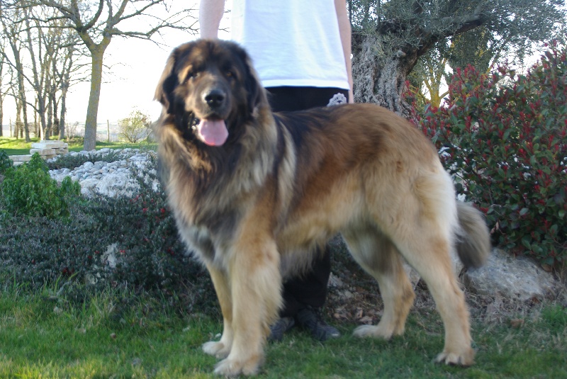 Fanfan de la pierre oiseau