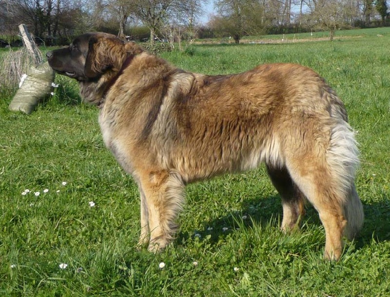 D'chewbacca de la pierre oiseau