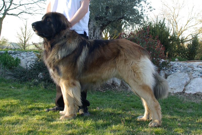 Fanfan de la pierre oiseau