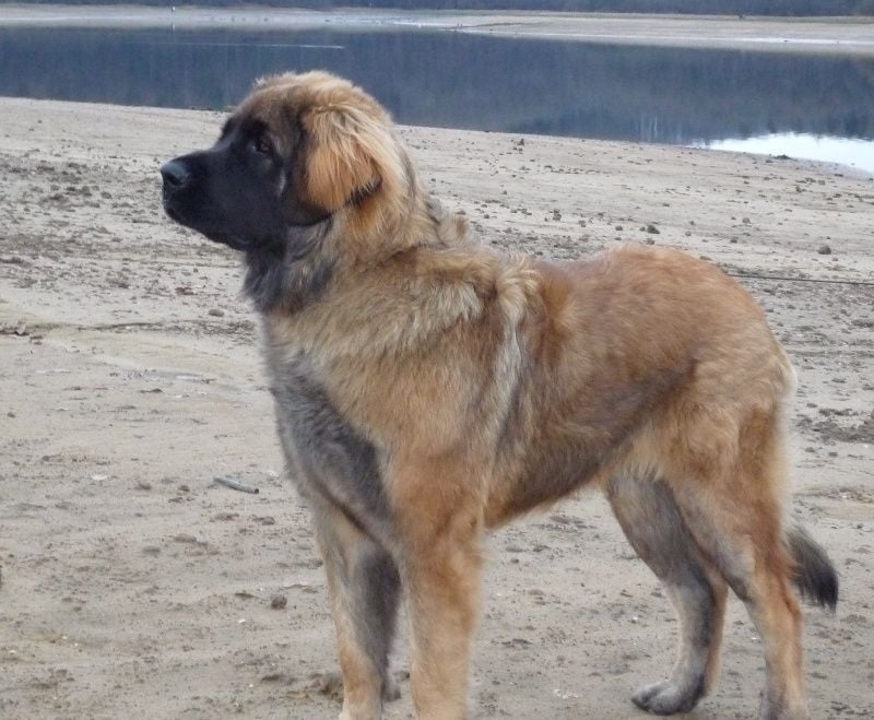 Dalton de la pierre oiseau