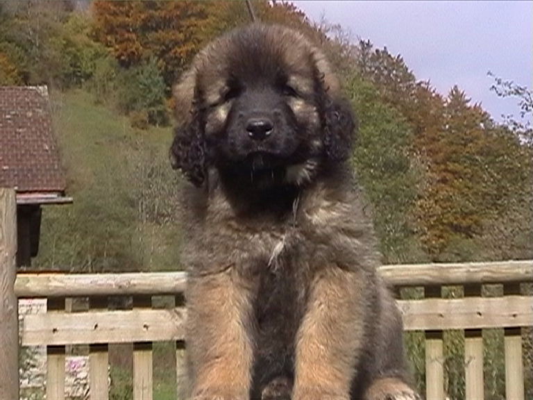 Caraïbe de la pierre oiseau