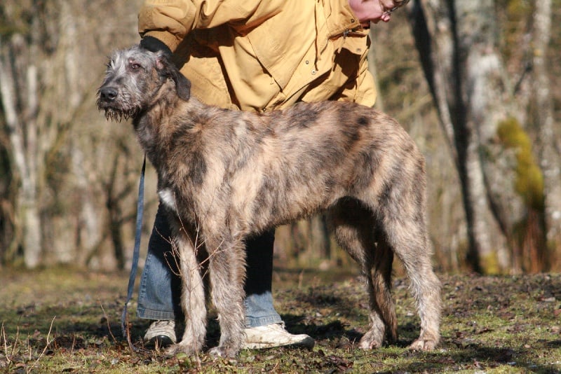 Ceridwen de la pierre oiseau