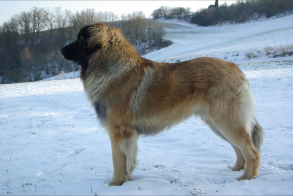 Fanfan de la pierre oiseau