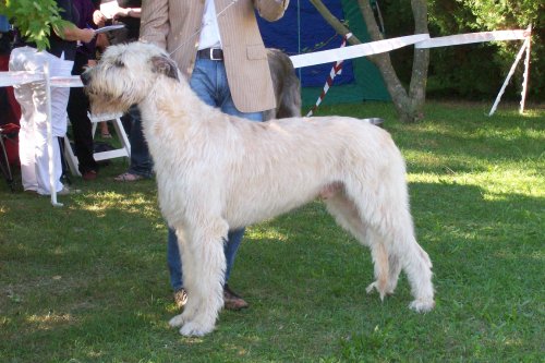 Publication : de la pierre oiseau