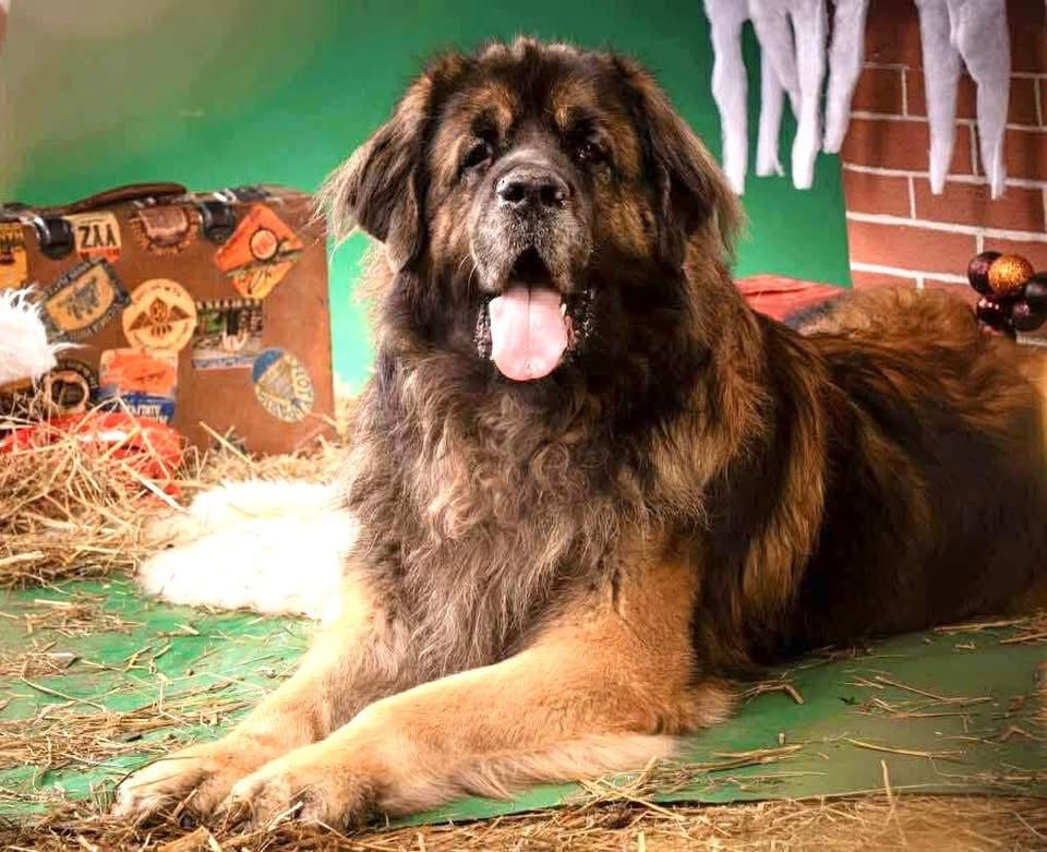 Little leroy de la pierre oiseau