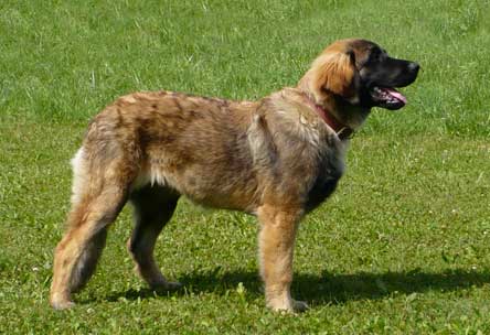 D'chewbacca de la pierre oiseau