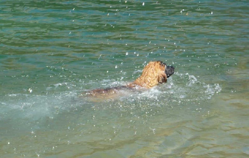 D'chewbacca de la pierre oiseau