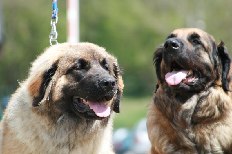 Caraïbe de la pierre oiseau