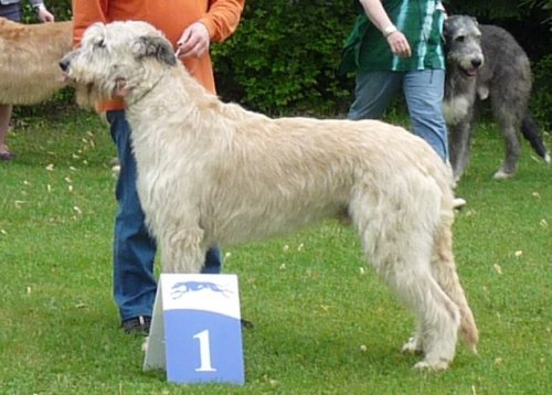 Publication : de la pierre oiseau