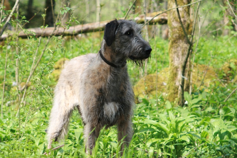 Ceridwen de la pierre oiseau