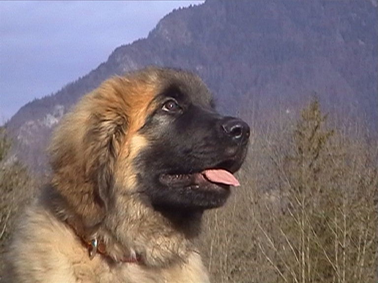 Caruso de la pierre oiseau