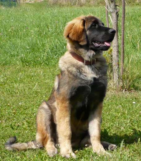 D'chewbacca de la pierre oiseau