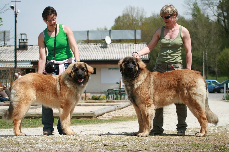 Caraïbe de la pierre oiseau
