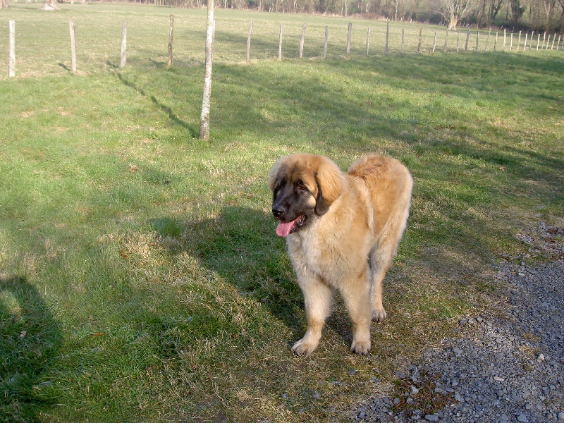 Caruso de la pierre oiseau