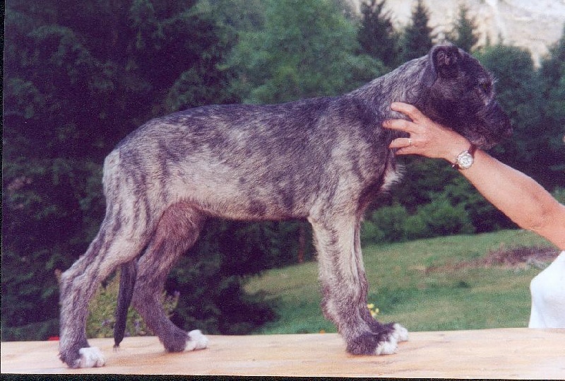 CH. gulliagh Zéphyr dit zurian