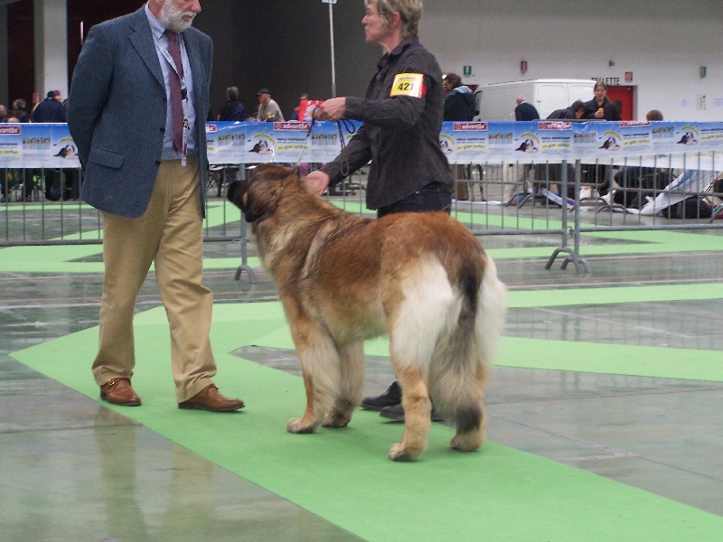 CH. Corazon de la pierre oiseau - BOB
