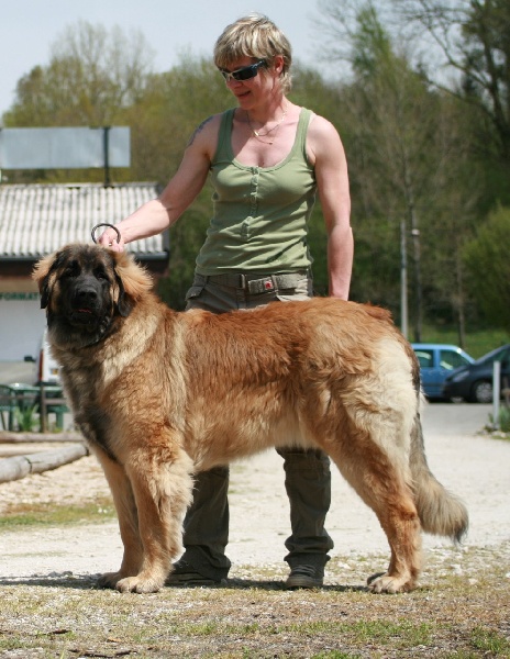 CH. Corazon de la pierre oiseau - 2 ème en classe jeune