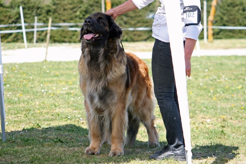 CH. Corazon de la pierre oiseau - 1 ère excellent en classe champion