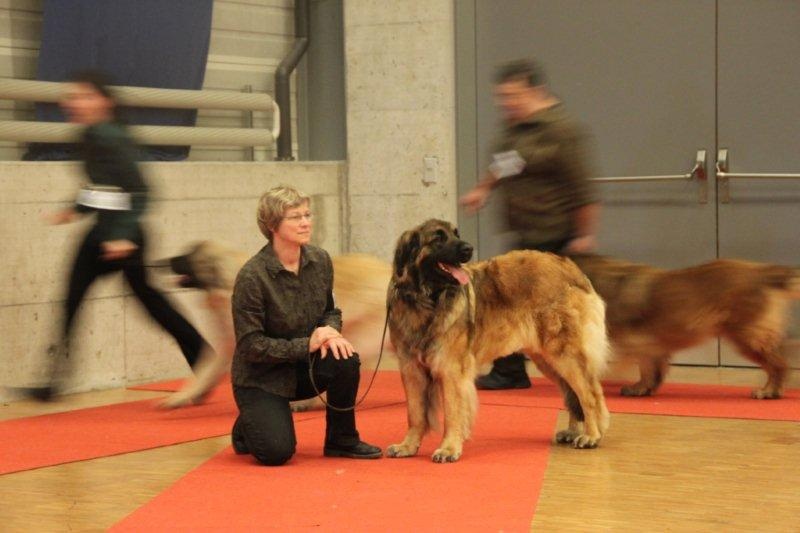 CH. Corazon de la pierre oiseau - BOB