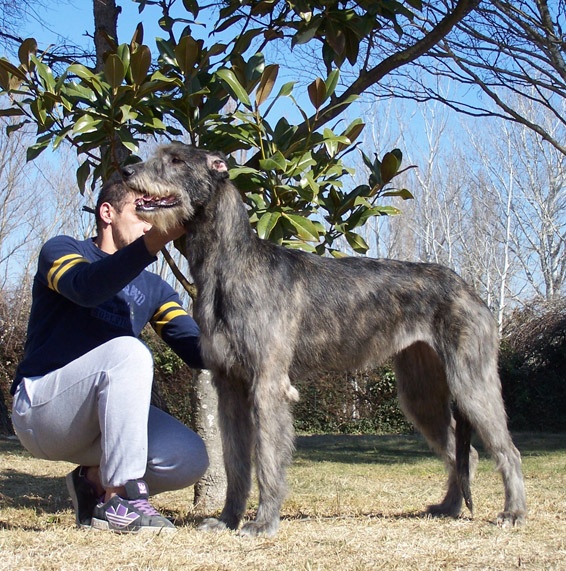 CH. Faelyn de la pierre oiseau - CAC RESERVE CACIB