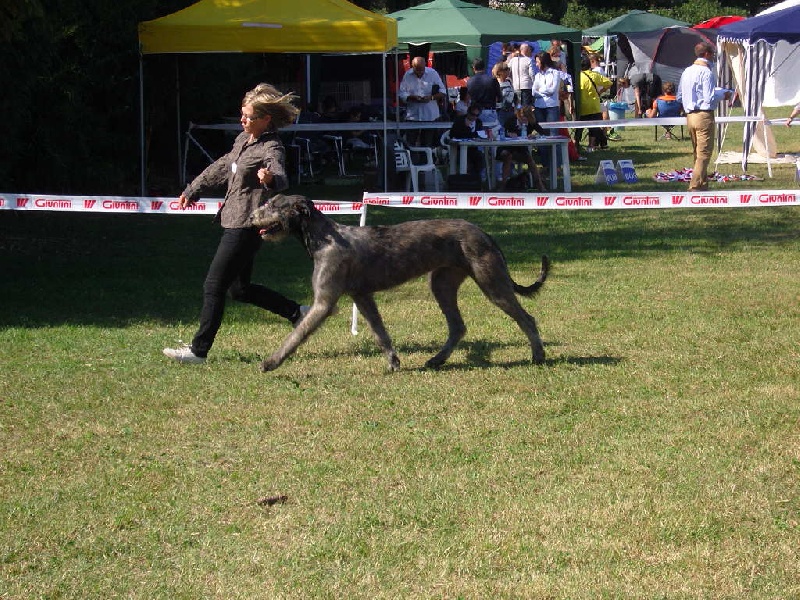 CH. Faelyn de la pierre oiseau - BOB JEUNE