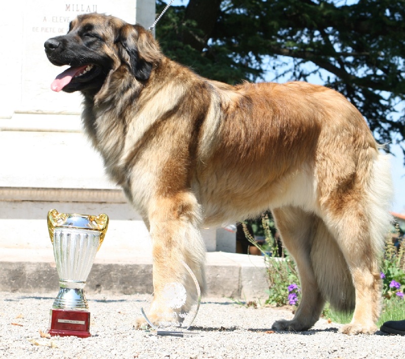 CH. Corazon de la pierre oiseau - BOB EN SPECIALE