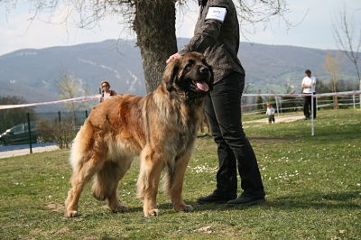 CH. Corazon de la pierre oiseau - MEILLEUR FEMELLE