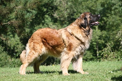 CH. Corazon de la pierre oiseau - MEILLEUR DE RACE /2 EME GROUPE II