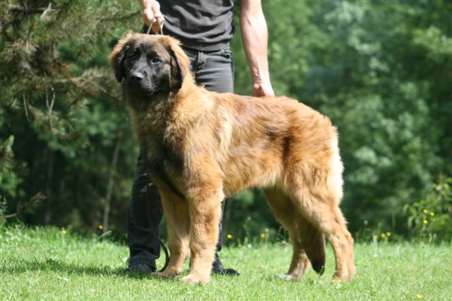 Filomene de la pierre oiseau - TRES PROMETTEUR