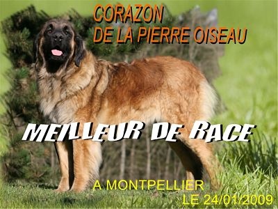 CH. Corazon de la pierre oiseau - CACIB MEILLEUR DE RACE