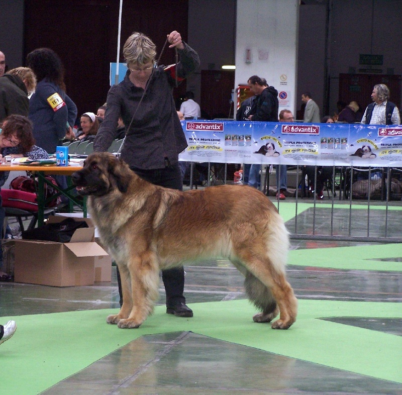 CH. Corazon de la pierre oiseau - BOB