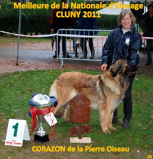 CH. Corazon de la pierre oiseau - BEST IN SHOW