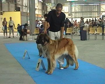 CH. Corazon de la pierre oiseau - MEILLEUR FEMELLE