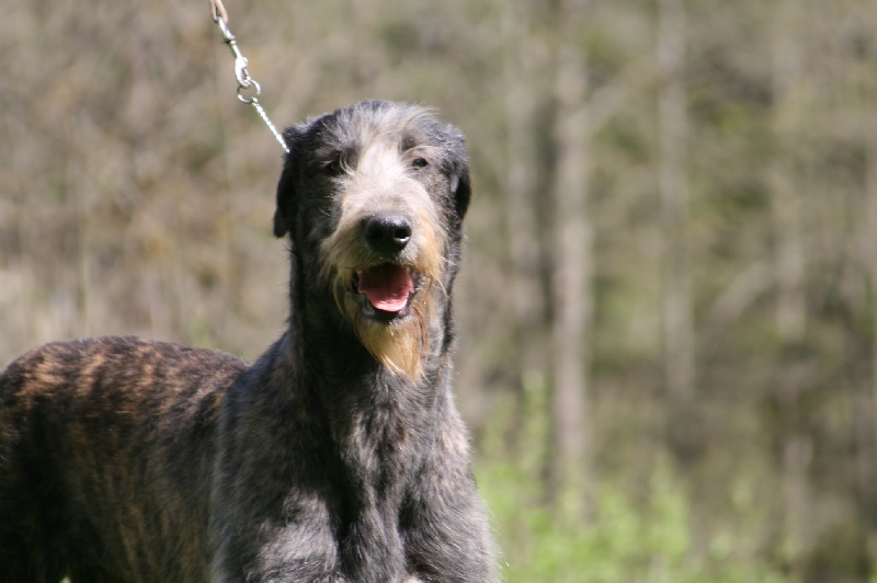 CH. Faelyn de la pierre oiseau - MEILLEUR FEMELLE EN CLASSE JEUNE
