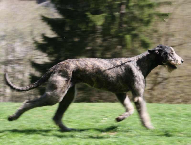 CH. Faelyn de la pierre oiseau - MEILLEUR FEMELLE EN CLASSE JEUNE