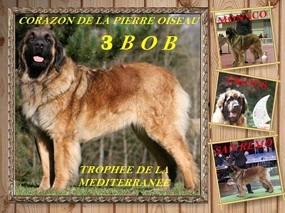 CH. Corazon de la pierre oiseau - TROPHEE DE LA MEDITERRANEE