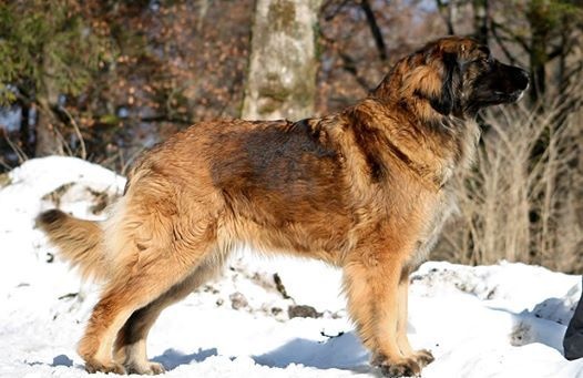 Filomene de la pierre oiseau - 1 ERE EXC MEILLEURE FEMELLE