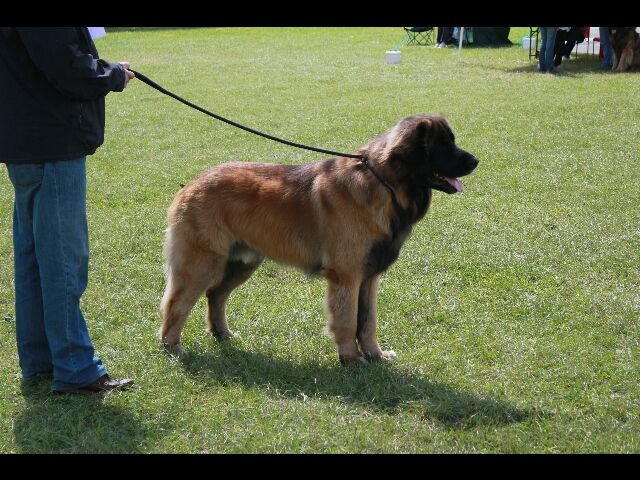 Falco de la pierre oiseau - TRÈS PROMETTEUR