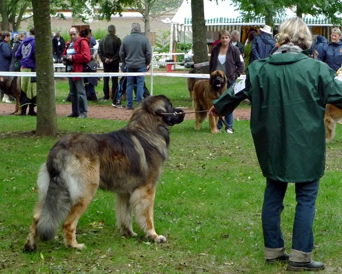 Falco de la pierre oiseau - 4 EME EXCELLENT CLASSE INT MALE
