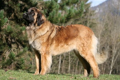 CH. Corazon de la pierre oiseau - CACS