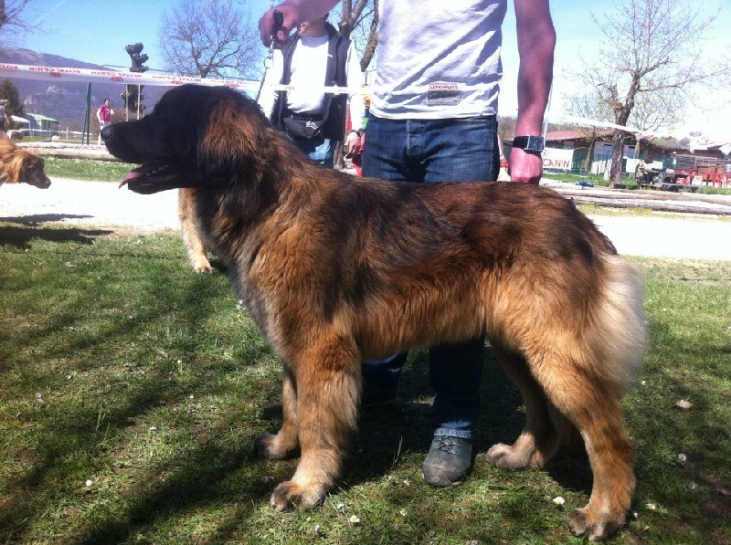 Filomene de la pierre oiseau - TB EN CLASSE OUVERTE