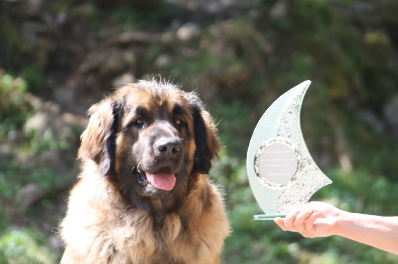 CH. Corazon de la pierre oiseau - BOB