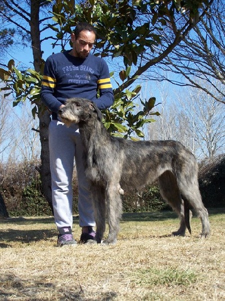 CH. Faelyn de la pierre oiseau - CAC /MEILLEUR DE RACE